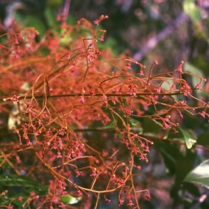 Tongkat Ali (Eurycoma Longifolia )