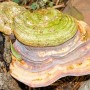 Ganoderma lucidum