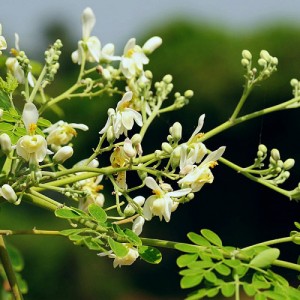 Moringa Oleifera