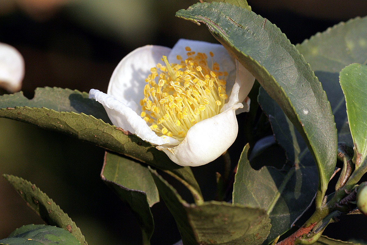 Grüner Tee, Camellia sinensis, Foto: Kuebi = Armin Kübelbeck/CC BY SA 3.0