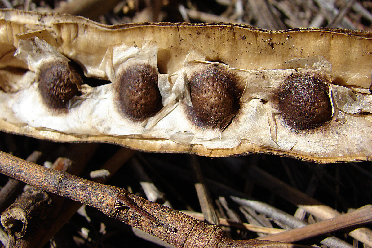 Moringa Oleifera, Samenkörner, Foto: Forest & Kim Starr/CC BY SA 3.0